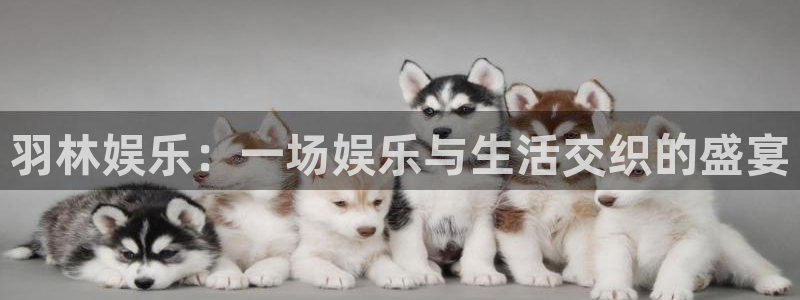恒行4：羽林娱乐：一场娱乐与生活交织的盛宴